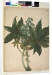 Page 196. Ricinus communis, c.1803-06 by John William Lewin