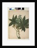 Page 196. Ricinus communis, c.1803-06 by John William Lewin