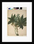 Page 196. Ricinus communis, c.1803-06 by John William Lewin