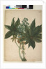 Page 196. Ricinus communis, c.1803-06 by John William Lewin