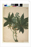 Page 196. Ricinus communis, c.1803-06 by John William Lewin