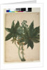 Page 196. Ricinus communis, c.1803-06 by John William Lewin