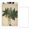 Page 196. Ricinus communis, c.1803-06 by John William Lewin