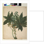 Page 196. Ricinus communis, c.1803-06 by John William Lewin