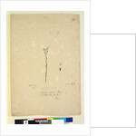 Page 199. Samolus repens, c.1803-06 by John William Lewin