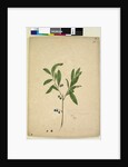 Page 200. Elaeocarpus reticulatus, c.1803-06 by John William Lewin