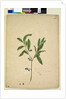 Page 200. Elaeocarpus reticulatus, c.1803-06 by John William Lewin
