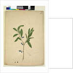 Page 200. Elaeocarpus reticulatus, c.1803-06 by John William Lewin