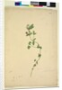 Page 203. Anagallis arvenis, c.1803-06 by John William Lewin