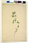 Page 203. Anagallis arvenis, c.1803-06 by John William Lewin