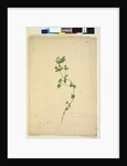 Page 203. Anagallis arvenis, c.1803-06 by John William Lewin