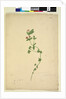 Page 203. Anagallis arvenis, c.1803-06 by John William Lewin