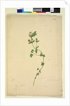 Page 203. Anagallis arvenis, c.1803-06 by John William Lewin