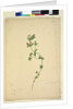 Page 203. Anagallis arvenis, c.1803-06 by John William Lewin