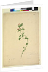 Page 203. Anagallis arvenis, c.1803-06 by John William Lewin