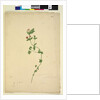 Page 203. Anagallis arvenis, c.1803-06 by John William Lewin