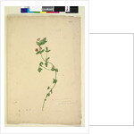 Page 203. Anagallis arvenis, c.1803-06 by John William Lewin