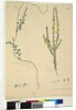 Page 209. Comesperma volubile; 210. Hibbertia fasciculata, c.1803-06 by John William Lewin