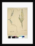 Page 209. Comesperma volubile; 210. Hibbertia fasciculata, c.1803-06 by John William Lewin
