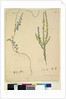 Page 209. Comesperma volubile; 210. Hibbertia fasciculata, c.1803-06 by John William Lewin