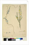Page 209. Comesperma volubile; 210. Hibbertia fasciculata, c.1803-06 by John William Lewin