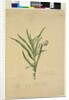 Page 211. Solanum laciniatum, c.1803-06 by John William Lewin