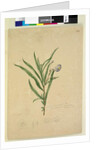 Page 211. Solanum laciniatum, c.1803-06 by John William Lewin