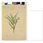 Page 211. Solanum laciniatum, c.1803-06 by John William Lewin