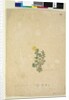 Page 214. Hibbertia diffusa, c.1803-06 by John William Lewin