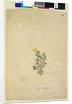 Page 214. Hibbertia diffusa, c.1803-06 by John William Lewin