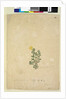 Page 214. Hibbertia diffusa, c.1803-06 by John William Lewin