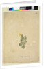 Page 214. Hibbertia diffusa, c.1803-06 by John William Lewin
