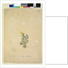 Page 214. Hibbertia diffusa, c.1803-06 by John William Lewin