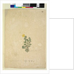 Page 214. Hibbertia diffusa, c.1803-06 by John William Lewin