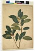 Page 216. Ficus rubiginosa, c.1803-06 by John William Lewin