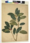 Page 216. Ficus rubiginosa, c.1803-06 by John William Lewin
