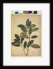 Page 216. Ficus rubiginosa, c.1803-06 by John William Lewin