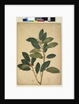 Page 216. Ficus rubiginosa, c.1803-06 by John William Lewin