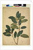 Page 216. Ficus rubiginosa, c.1803-06 by John William Lewin