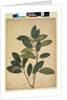 Page 216. Ficus rubiginosa, c.1803-06 by John William Lewin