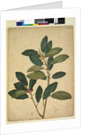 Page 216. Ficus rubiginosa, c.1803-06 by John William Lewin