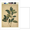 Page 216. Ficus rubiginosa, c.1803-06 by John William Lewin