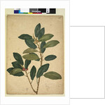 Page 216. Ficus rubiginosa, c.1803-06 by John William Lewin