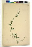 Page 218. Kennedia comptoniana/Hardenbergia comptoniana, c.1803-06 by John William Lewin