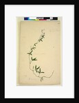 Page 218. Kennedia comptoniana/Hardenbergia comptoniana, c.1803-06 by John William Lewin