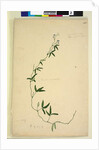 Page 218. Kennedia comptoniana/Hardenbergia comptoniana, c.1803-06 by John William Lewin