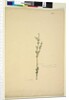 Page 222. Baeckea densifolia, c.1803-06 by John William Lewin