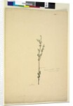 Page 222. Baeckea densifolia, c.1803-06 by John William Lewin