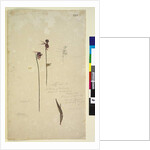 Page 223. Caleana major, c.1803-06 by John William Lewin