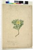 Page 224. Isopogon anemonifolius, c.1803-06 by John William Lewin